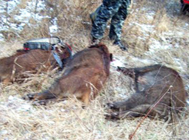 Дзікае паляванне «караля» Астравецкай ДАІ