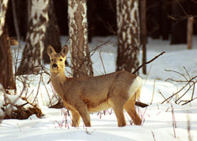 Незаконнае паляванне на дзікіх жывёлаў