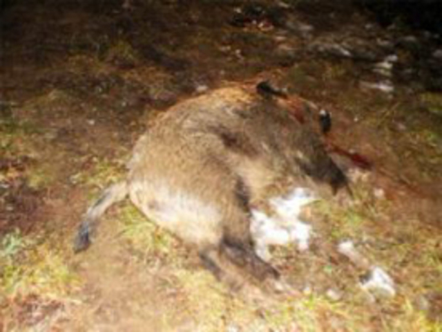 Браканьеры ў пагонах затрыманыя ў Ваўкавыскім раёне