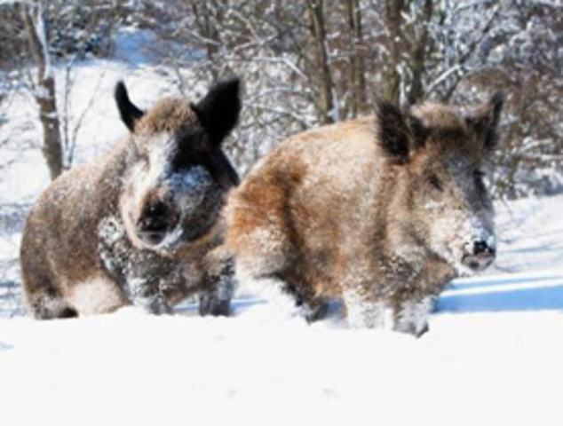 Дзе шукаць “канцы” Шчучынскай мясной гісторыі ?