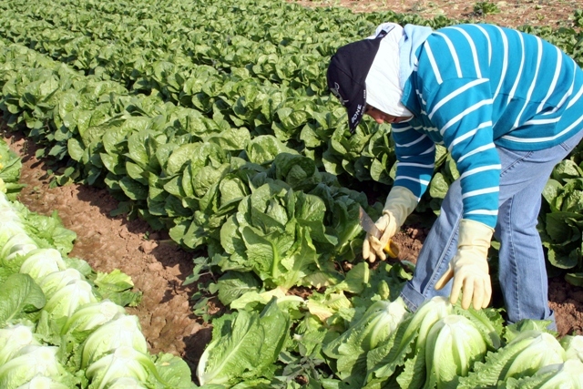 Dependencia Alimentaria