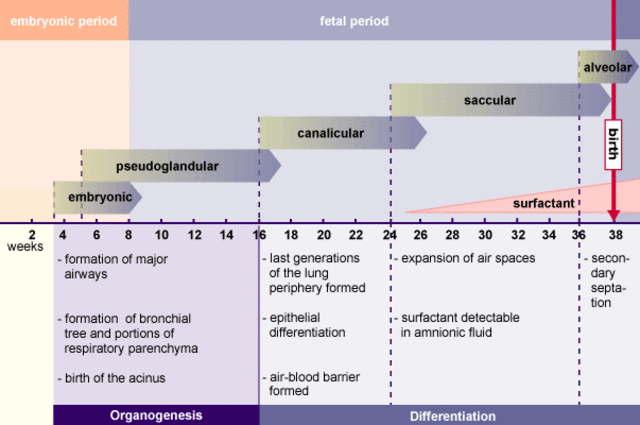 From conception the lungs begin to develop immidiately