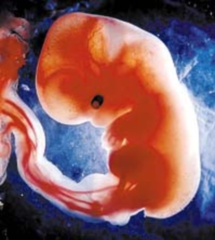 fingers and toes develop