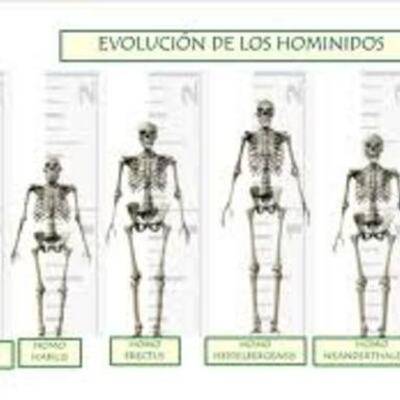 Timeline: Evolución de los Homínidos