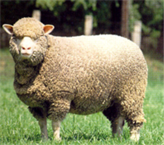 Merino Sheep
