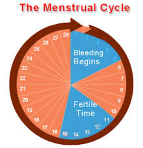 Date of last menstrual cycle