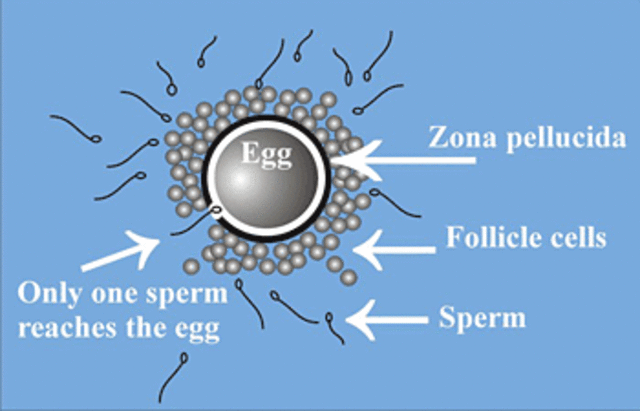 Fertilization