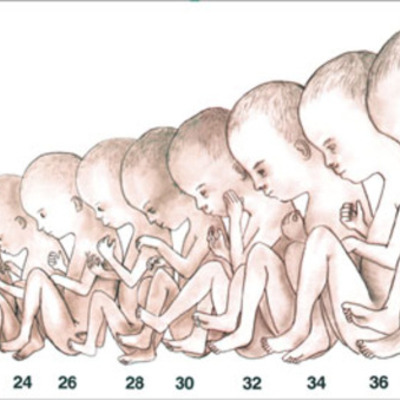 Timeline: Katy Miser Fetal Development