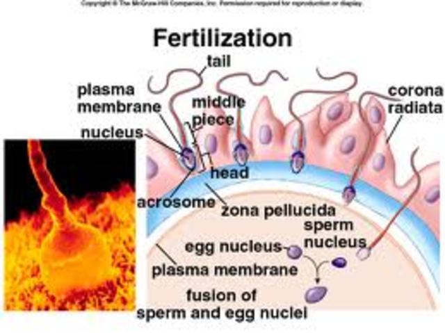 Fertilization and Zygote