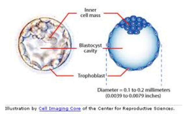 Blastocyst
