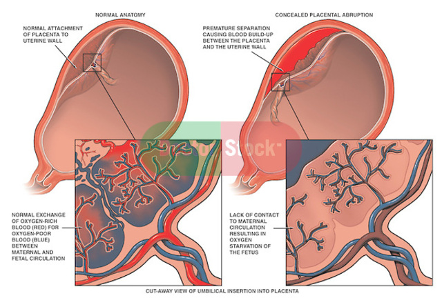 Placenta begins to form