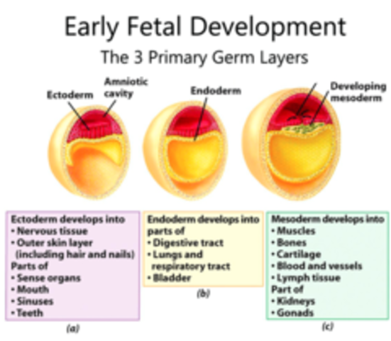 Early development of ectoderm, mesoderm, endoderm
