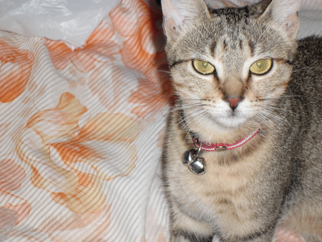 Kitty llego a mi vida