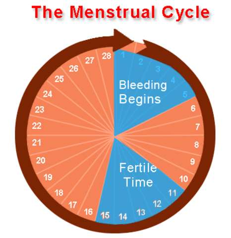 Menstrual cycle