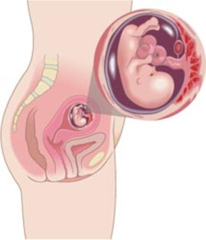 Size and Development week 11