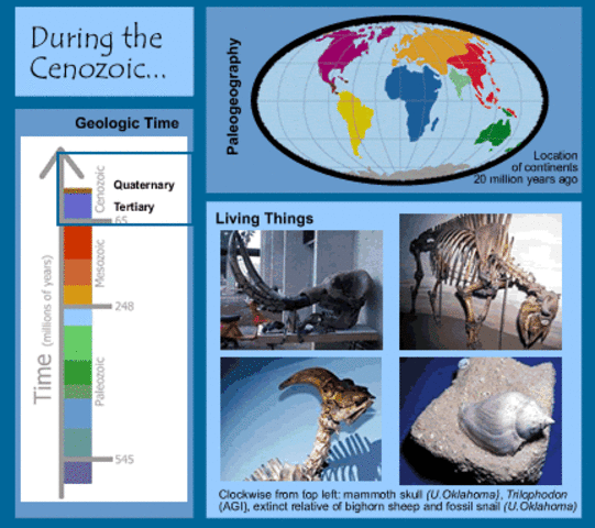 Cenozoic 65 MYA - Present Day