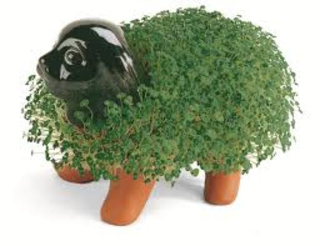 Chia Pets