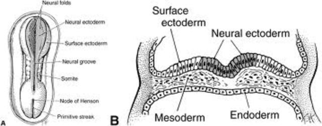 The Endoderm, Ectoderm, and Mesoderm are developed!