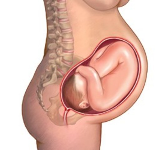Changes in the fetus size at 9 months