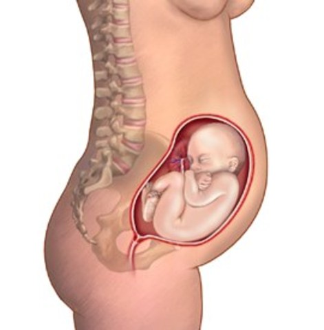 Changes in fetal size at 7 months