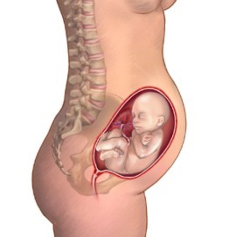 changes in fetal size at 6 months