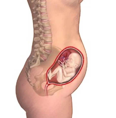 changes in fetal size at 5 months