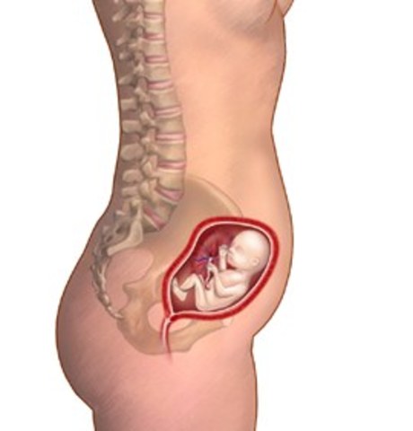 changes in fetus size at 4 months