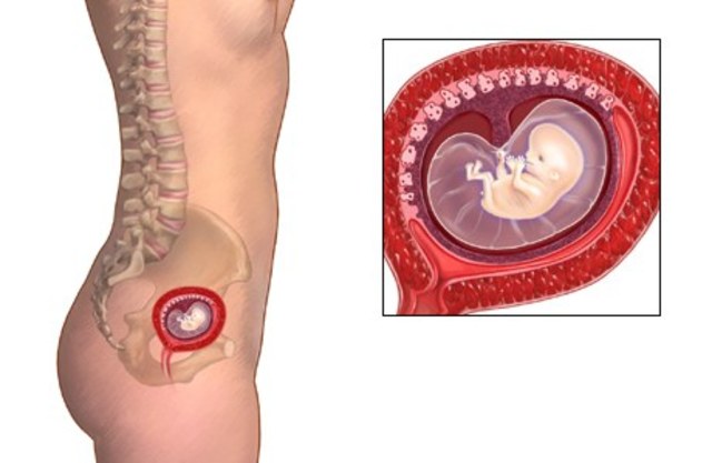 Fetus size at 2 months