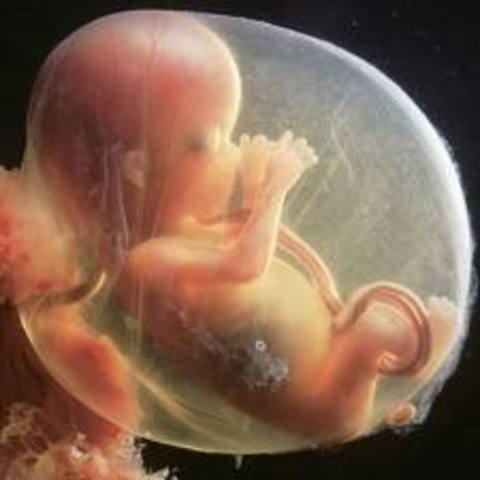 15 weeks of fetal development