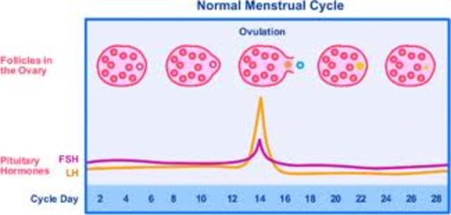 ovulation