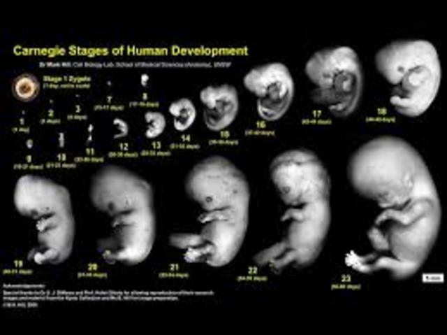 Fetal development
