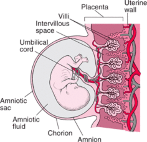 Placenta formation
