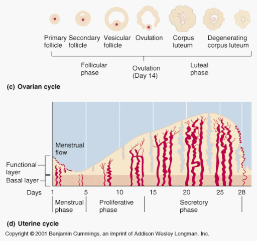 Proliferative phase