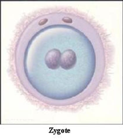 Cell changes to zygote