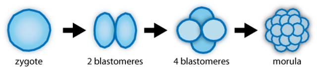 From zygote to morula