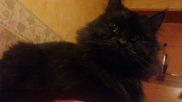 The day i bought my little princess