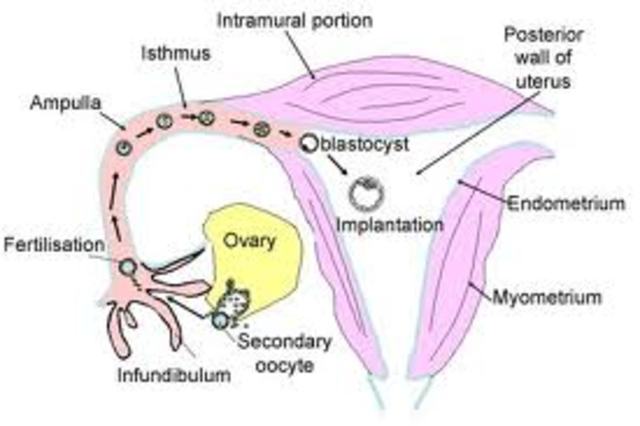 Implantation Occurs
