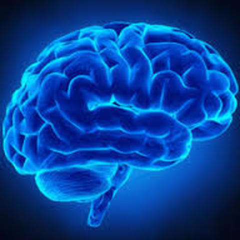 Brain, Spinal Chord, Heart, Muscles and back bone begin to form.