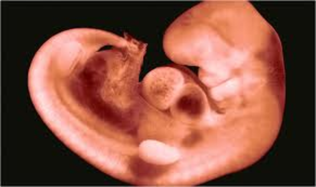 Arms & Legs begin to develop.