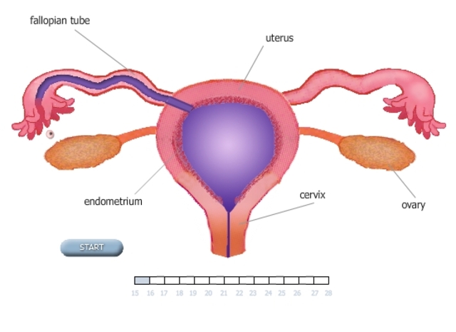 Start of Ovulation