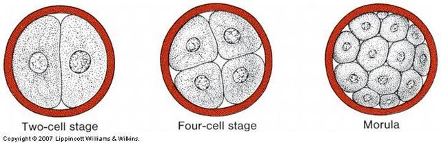 Formation of Morula