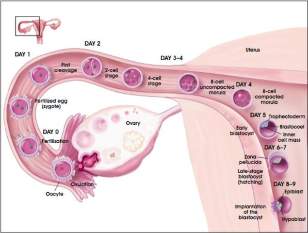 Formation of blastocyct