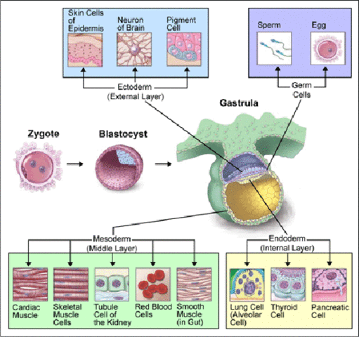 Development of Germ Layers
