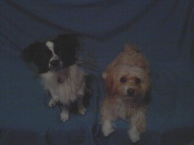 Mi primo se compró u perrito