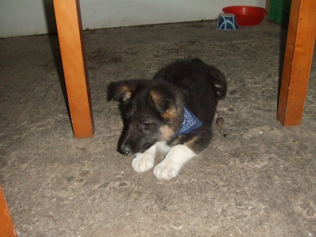 MI ABUELA COMPRA UN PERRO PARA TODOS LOS PRIMOS