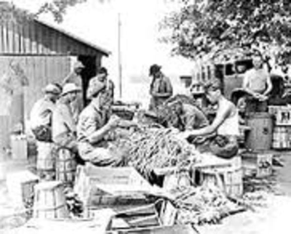 POWs help harvest Montana’s crops