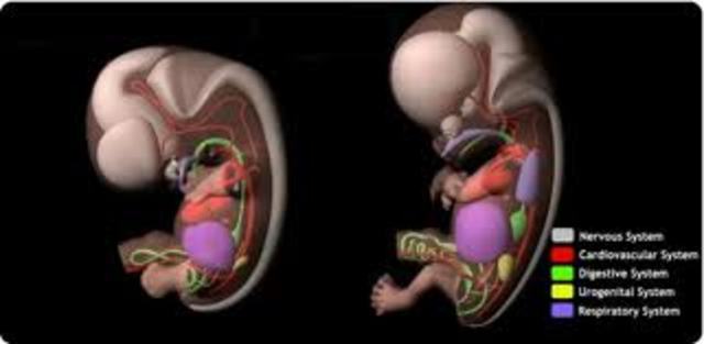 Major Internal Organs begin to develop