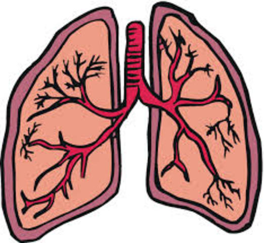 Lungs begin to develop.