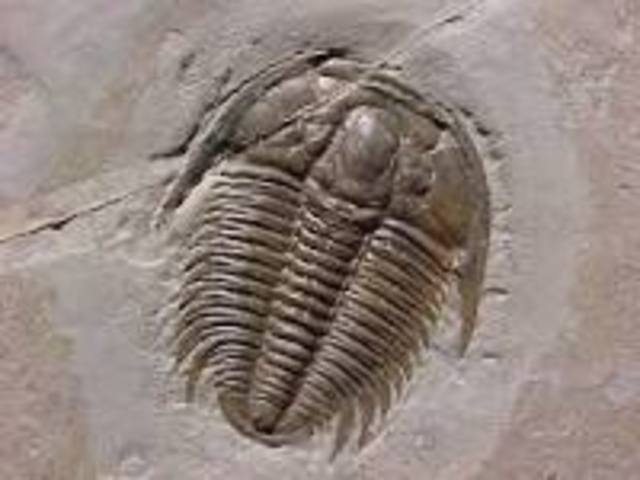 Cambrian Period