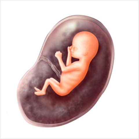 Week 13 Sense of Smell